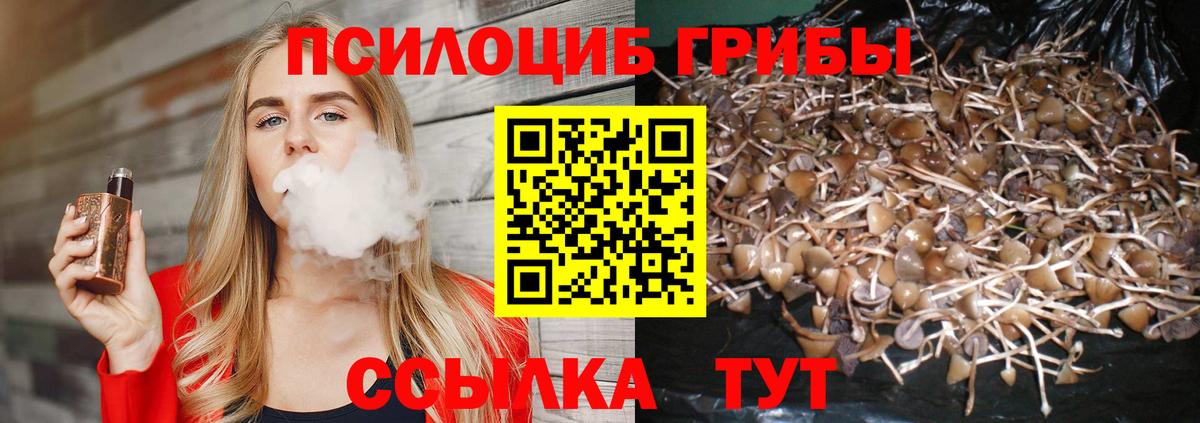 Псилоцибиновые грибы Psilocybe Якутск